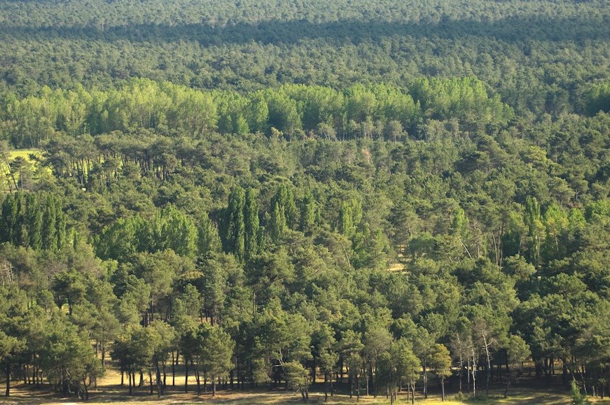 tierra de pinares segoviana